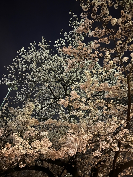 目黒川の桜を見に行きました!